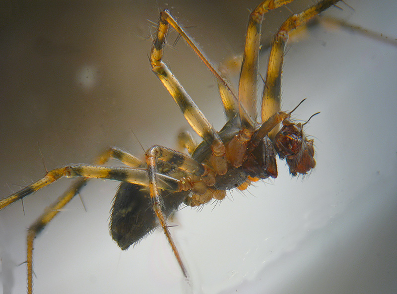 Lepthyphantes cfr. minutus - Sumirago (VA)